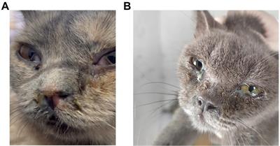 Detection of FeChPV in a cat shelter outbreak of upper respiratory tract disease in China